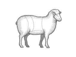 Lamb art 1